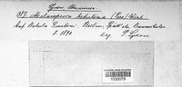 Melampsoridium betulinum image
